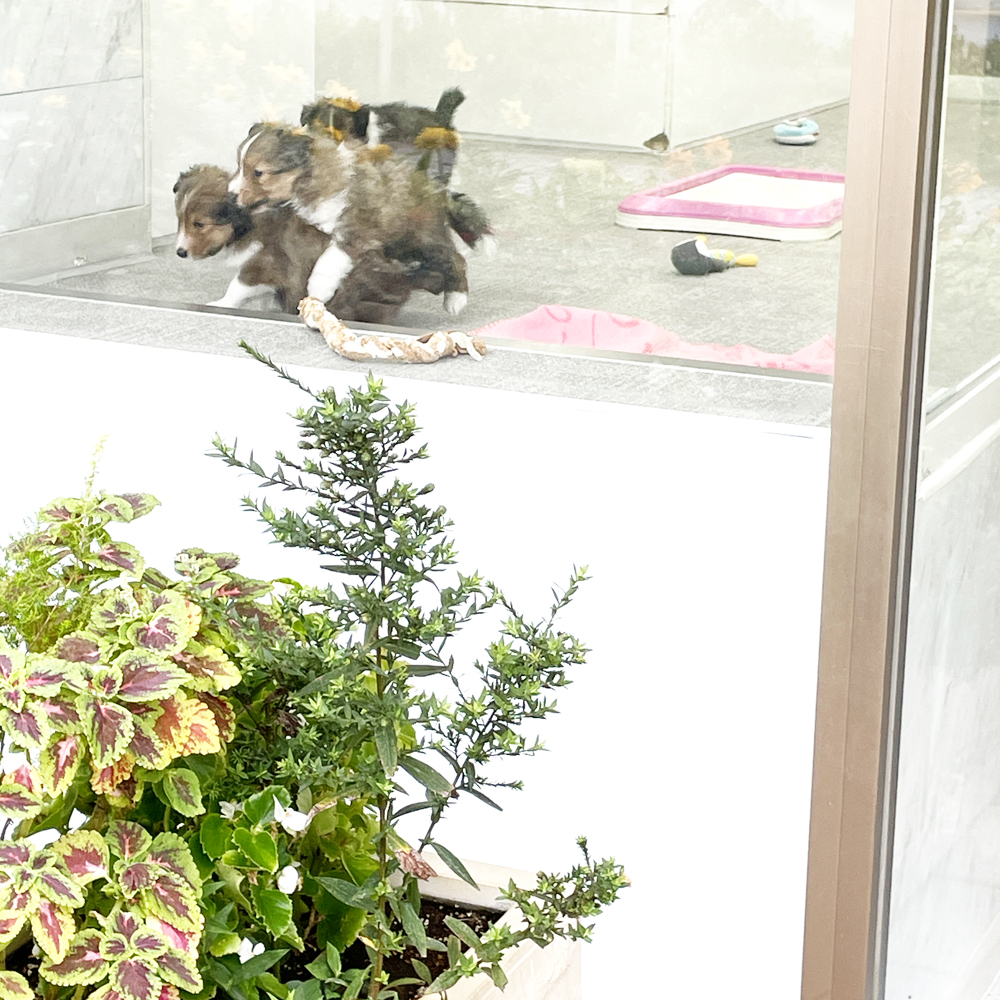 校舎前が秋のお花になりました♪
